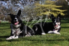 Collie - Border