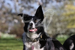 Collie - Border