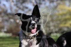 Collie - Border