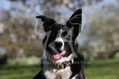 Collie - Border