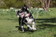Collie - Border