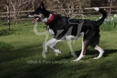 Collie - Border