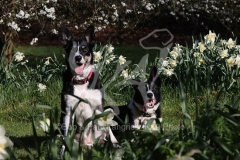 Collie - Border