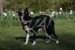 Collie - Border