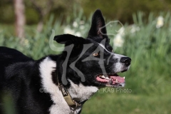 Collie - Border