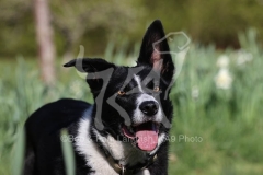 Collie - Border