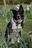 Collie - Border