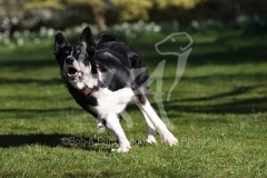 Collie - Border