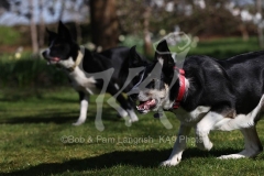 Collie - Border