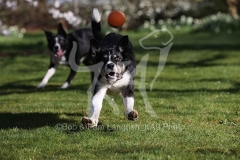 Collie - Border