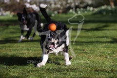 Collie - Border
