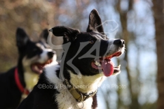 Collie - Border