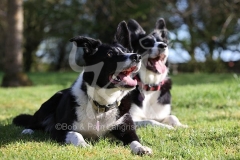 Collie - Border
