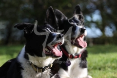 Collie - Border