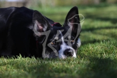 Collie - Border