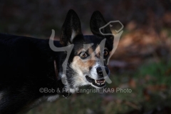 Collie - Border