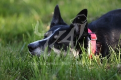 Collie - Border