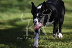 Collie - Border