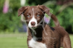 Collie - Border