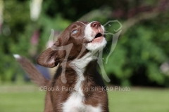 Collie - Border