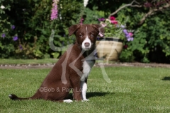 Collie - Border
