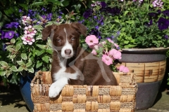 Collie - Border