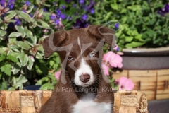 Collie - Border