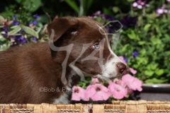 Collie - Border
