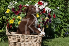 Collie - Border