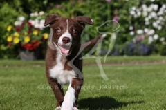 Collie - Border