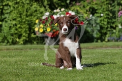 Collie - Border