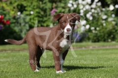 Collie - Border