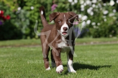 Collie - Border