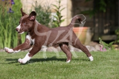 Collie - Border
