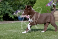 Collie - Border