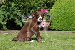 Collie - Border