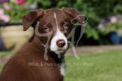 Collie - Border