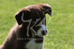 Collie - Border