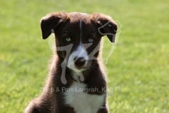 Collie - Border