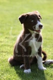 Collie - Border
