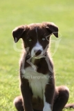 Collie - Border