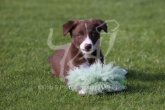 Collie - Border