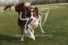 Collie - Border