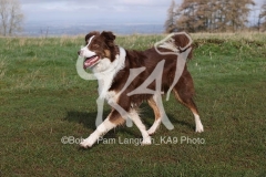 Collie - Border