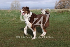 Collie - Border