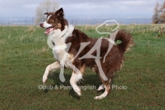 Collie - Border