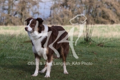 Collie - Border