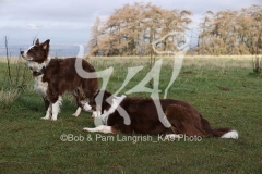 Collie - Border