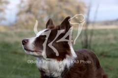 Collie - Border