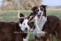 Collie - Border